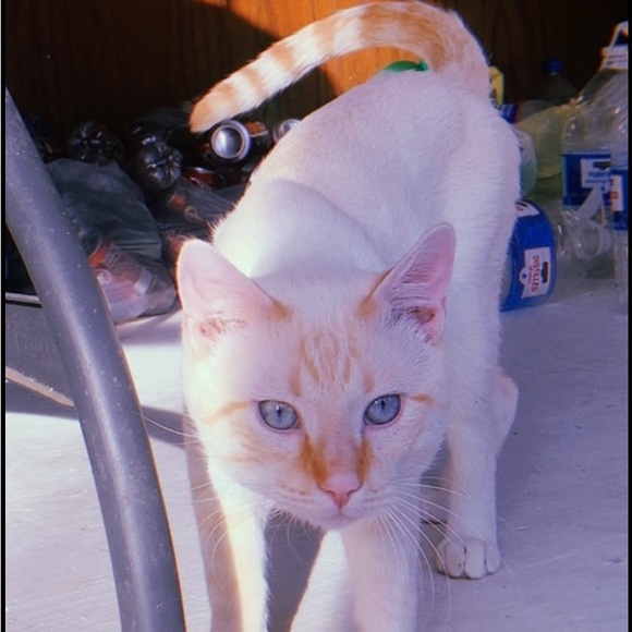 Meet your Posher, Love - Picture 1 of 1